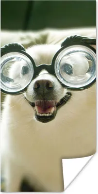 Produktbild von MuchoWow® Poster Tier - Hund - Schutzbrille 60x120 cm - Wandschmuck
