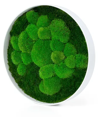 Produktbild von Rundes Moosbild Fifty Fifty Design (⌀50 cm, weiß)
