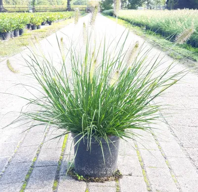Produktbild von Pennisetum alopecuroides 'Hameln', Lampenputzergras, 2 Liter Container