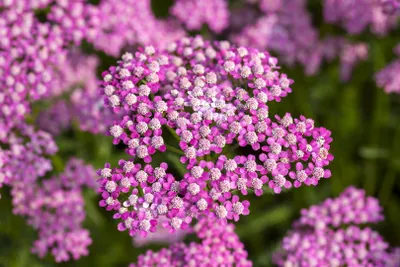 Produktbild von Achillea millefolium 'Lilac Beauty', Schafgarbe, lila, ca. 9x9 cm Topf