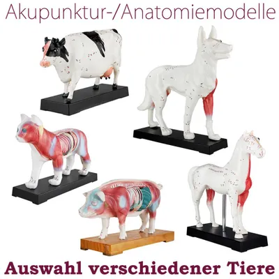 Produktbild von Akupunktur Anatomie Muskel TCM Modell Figur Akupunkturmodell Tier Auswahl Hund Rind Schwein Pferd Katze Muskelmodell MedMod, Tiermodell:Katze