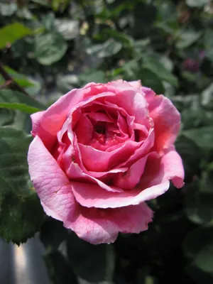 Produktbild von Rosa Princess Alexandra of Kent ® - Englische Rose Alexandra of Kent ® - Austin Rosen Duft++++