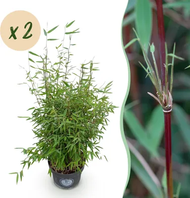 Image de Graminées - Fargesia nitida Red Dragon - Bambou non envahissant - Feuilles persistantes - 2 Plantes - 70-80cm - Ø23cm - Plante de jardin