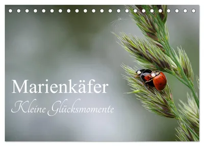 Produktbild von Marienkäfer - kleine Glücksmomente (Tischkalender 2027 DIN A5 quer), CALVENDO Monatskalender