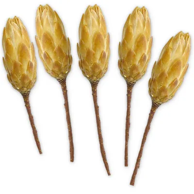 Immagine prodotto di Cespugli di zucchero Protea set di 5 fiori secchi naturali sbiancati 30 - 40 cm