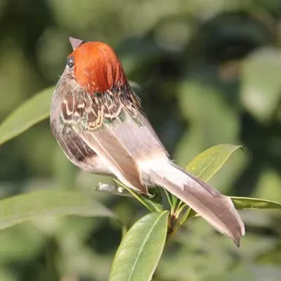 Produktbild von 12 Stück künstliche Vögel auf Clips Federschaum Vögel zum Basteln Garten Vogel Ornamente Zuhause Party Dekoration Zufällige Farben
