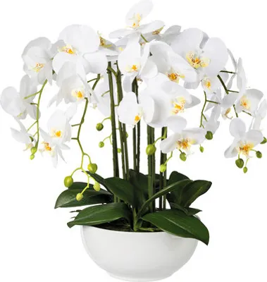 Produktbild von Kunstpflanze Phalaenopsis Höhe: 54 cm weiß