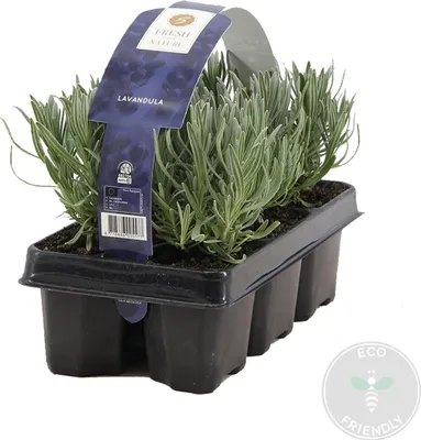 Produktbild von Bloomique - 6er Set - Lavandula Angustifolia - Lavendel Pflanze Winterhart - Duftlavendel - Gartenpflanzen Winterhart - Mehrjährig - Höhe 10-20 cm