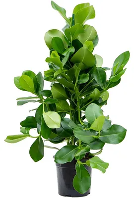 Obrázek produktu pro Gardners Clusia rosea, průměr 24 cm