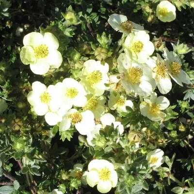 Obrázek produktu pro 2 x  dříň  - Potentilla fruticosa 'Tilford Cream'  | 25-30 cm v kontejneru