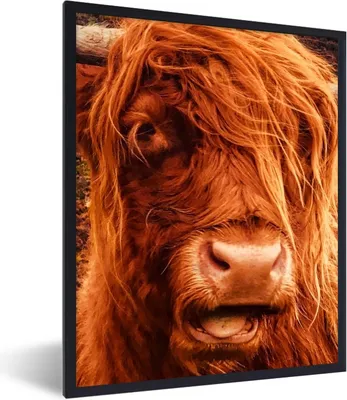 Produktbild von MuchoWow® Gerahmtes Poster Schottischer Highlander - Nahaufnahme - Kuhkopf 60x80 cm - Poster mit Schwarzem Bilderrahmen Wandposter Rahmen Foto Bilder - Premium - Wanddeko Wohnzimmer