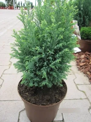 Produktbild von Chamaecyparis lawsoniana Snow White - Scheinzypresse - 25-30