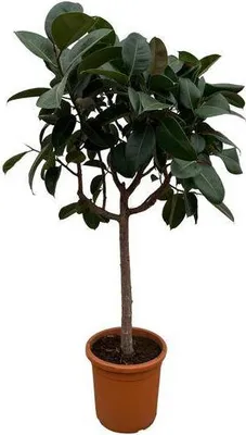 Produktbild von Gummibaum – Ficus Elastica Robusta – 170 cm hoch – Ø40 cm Topf – Große Zimmerpflanze mit glänzenden Blättern – Pflegeleicht & luftreinigend – Ideal für Wohnzimmer & Büro
