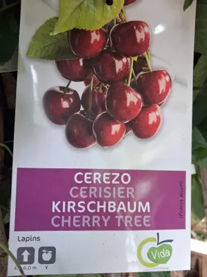 A plant tag showing a picture of cherries and text describing the product.