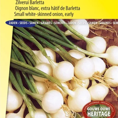 Produktbild von Johanniszwiebel-Silberzwiebel-Barletta-Samen – Anbau süßer Silberzwiebeln für kulinarische Vielseitigkeit – hohe Qualität und reiche Ernte