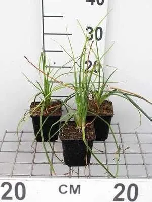 Produktbild von 6 x  Kniphofia hybr. 'Mango Popsicle'® - Fackellilie - Topf 9 x 9 cm