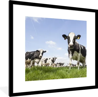 Produktbild von MuchoWow® Gerahmtes Poster Kühe - Gras - Tiere - Sonne - Bauernhof 40x40 cm - Poster mit Schwarzem Bilderrahmen Wandposter Rahmen Foto Bilder - Poster - Plakat im Rahmen