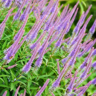Produktbild von 6 x Kandelaberehrenpreis  - Veronicastrum virginicum 'Fascination'  | Topf 9cm x 9cm