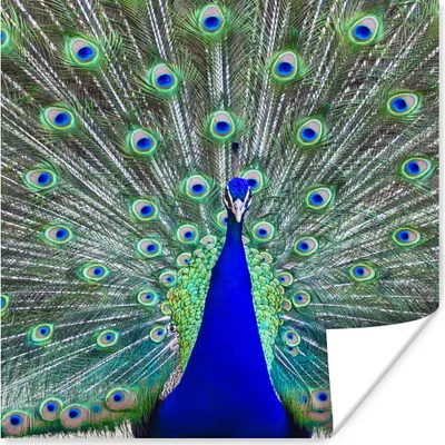 Produktbild von MuchoWow® Poster Pfau - Flügel - Schwanz 30x30 cm - Wandposter - Printing
