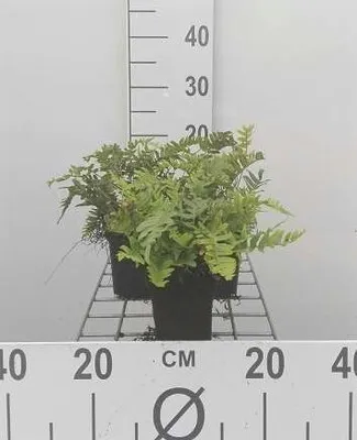 Zdjęcie produktu dla 6 x Polypodium vulgare - paprotka plamista - doniczka 9 x 9 cm