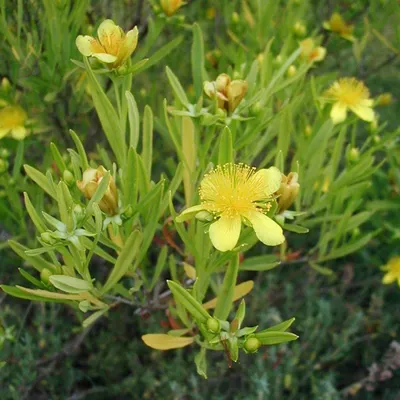 Image de 2 plants de millepertuis - Hypericum 'Gemo' | 30-40 cm, en pot