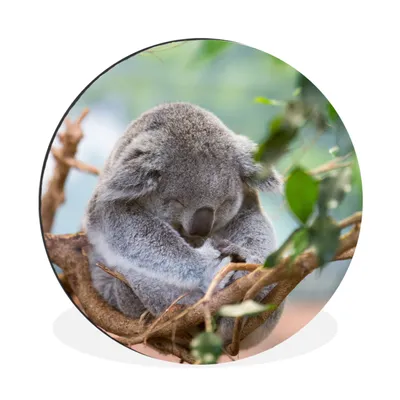Produktbild von MuchoWow® Aluminium Wandkreis Koala - Zweige - Kinder - Jungen - Mädchen Ø 30 cm Wanddeko Modern Wohnzimmer - Wand Bild - Wohnzimmer - Runde Bilder - Alubilder - Kunst für zu Hause - Aluminium - Wanddekoration