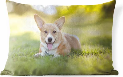 Produktbild von MuchoWow® Outdoor Kissen - Welsh Corgi Welpe - 60x40 cm - Wetterfest - Lounge Kissen - Zierkissen - Kissen für Innenräume