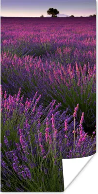 Produktbild von MuchoWow® Poster Die Lavendelregion im französischen Mutterland 20x40 cm - Plakat - Foto