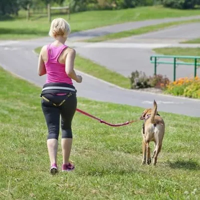 Produktbild von Verstellbarer Autosicherheitsgurt für Haustiere mit Bungee für Hunde