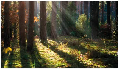 Produktbild von Wallario Herdabdeckplatte aus Glas, Größe 90 x 52 cm 3-teilig, Motiv Sonnenstrahlen im Herbstwald