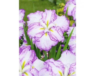 Obrázek produktu pro Kosatec Kaempferův Dinner Plate FloraSelf Iris ensata Dinner Plate 'Tiramisu' květináč Ø 11 cm