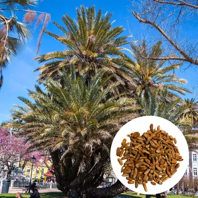 Obrázok produktu pre Semená palmy - balenie 3 ks - Robustná - Phoenix Dactylifera - Datľovník obyčajný