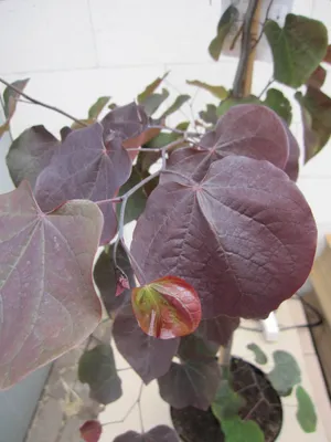 Produktbild von Cercis canadensis Ace of Spades / Black Pearl - Kanadischer Judasbaum - 125-150cm