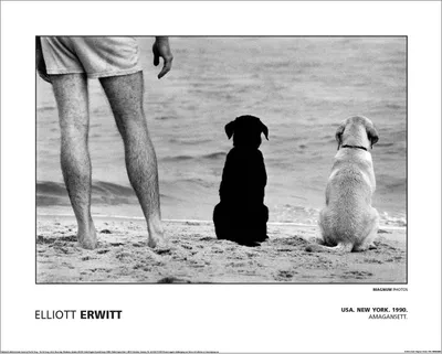Image de Magnum - "Elliot Erwitt - Usa New York Amagansett 1990" Affiche, papier PM12760 (30 cm x 40 cm) (gris)