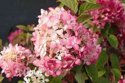Produktbild von Hydrangea pan. 'Fraise Melba' - Rispenhortensie Fraise Melba 40- 50 cm Container