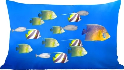 Produktbild von MuchoWow® Zierkissen Sofakissen Wohnzimmer Dekokissen 50x30 cm Fische - Tropisch - Gruppe - Wohnzimmerdekoration - Polster mit Photo