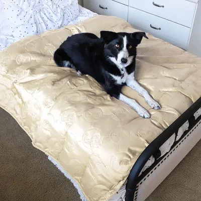 Image de Housse imperméable pour canapé, couverture lavable pour animaux, antidérapante, 150 x 120 cm, résistante
