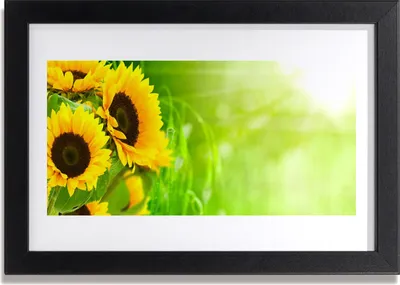 Produktbild von Bild 30x20 MDF-Rahmen Wandkunst Pflanze Sonnenblumen
