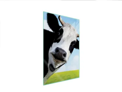 Produktbild von Glasschneidebrett 35x52 Kuh