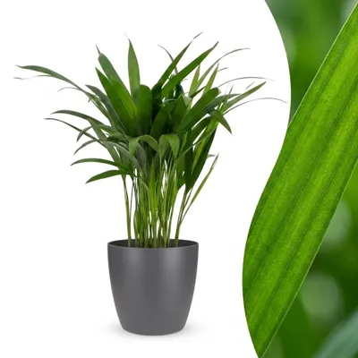 Produktbild von Green boutiQ - Areca Lutescens - Goldfruchtpalme - 1 Plant - met Potter Grijs - Pot 12cm - Hoogte - 45cm