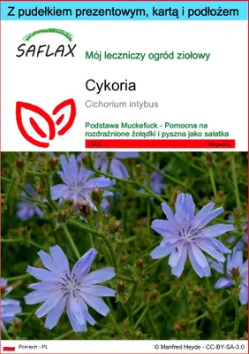 Zdjęcie produktu dla SAFLAX - Zestaw prezentowy - Cykoria - 250 Nasiona - Z pudełkiem upominkowym, etykietą wysyłkową, kartą podarunkową i podłożem uprawowym - Cichorium intybus