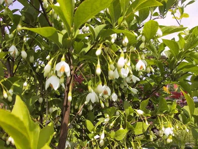 Produktbild von Japanischer Schneeglöckchenstrauch Emerald Pagoda - Styrax japonica - duftend 40-60