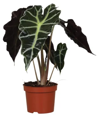 Zdjęcie produktu dla Alocasia Amazonica Polly - 30cm - Ø12cm - Roślina doniczkowa - Zimozielony