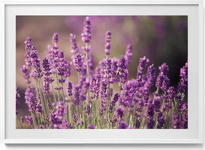 Produktbild von Lavendelblumenwiese– Wandbild mit Rahmen – Gerahmtes Bild  – Wanddekoration – 100x70 cm –  Weiß Rahmen