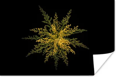 Produktbild von MuchoWow® Poster Eine goldfarbene Blume auf schwarzem Hintergrund 90x60 cm - Schlafzimmer