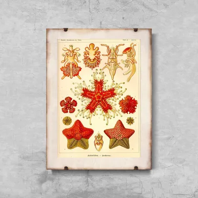 Produktbild von Poster - Canvas - Leinwand - 42 cm x 59,4 cm - Meerestierasteridea