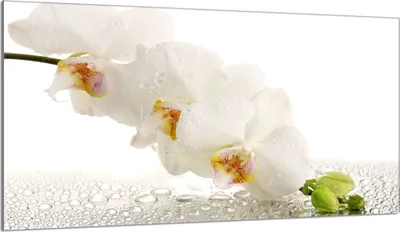 Obrázek produktu pro Krycí deska varné desky 90x52 Keramická krycí deska varné desky splashback skleněná deska dekorativní krájecí deska, orchidejová bílá