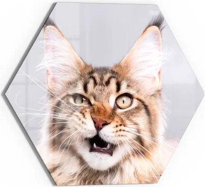 Produktbild von DEQORI Glasbild Echtglas 55x48 cm 'Maine Coon Katze faucht' Wandbild Bild modern Deko