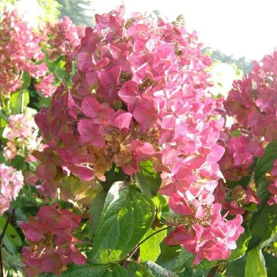 Obrázok produktu pre 2 x  Hortenzie  - Hydrangea paniculata 'Mega Mindy'  | 40-50 cm v kontajneri