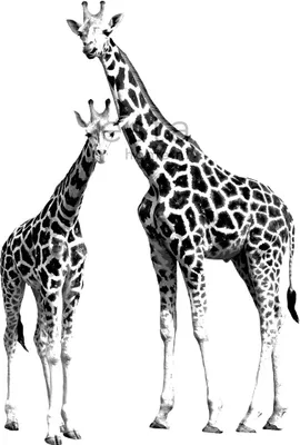 Immagine prodotto di ESTAhome fotomurale giraffe nero e bianco 139.5 x 279 cm